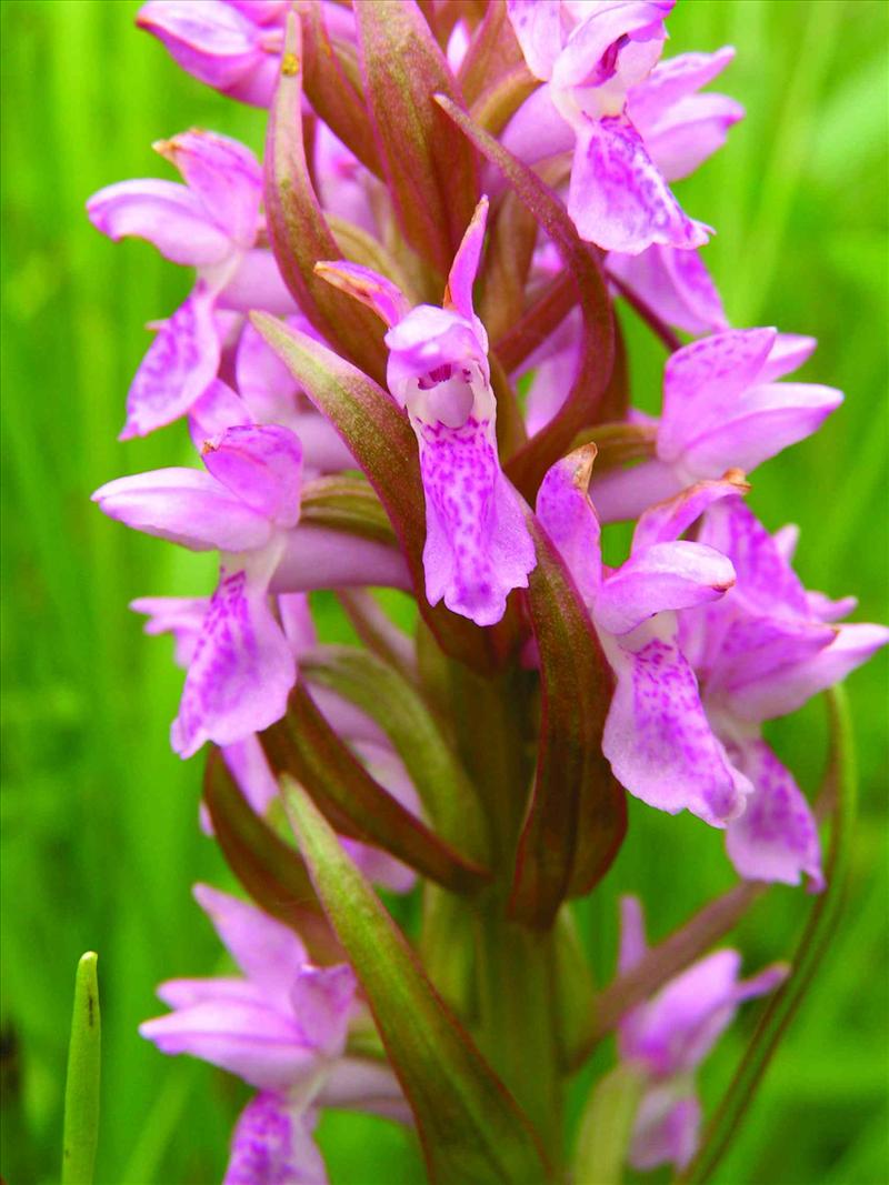 Dactylorhiza incarnata (door C.A.J. Kreutz)