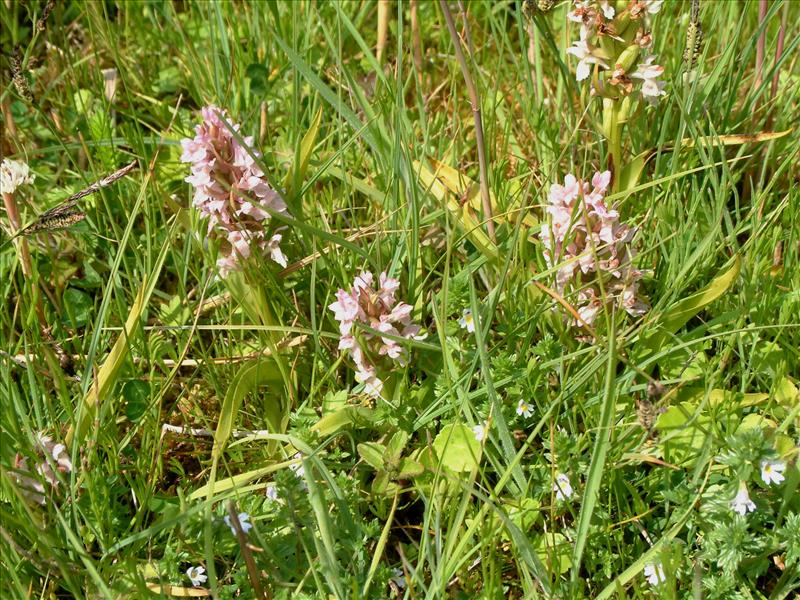 Dactylorhiza incarnata (door Adrie van Heerden)