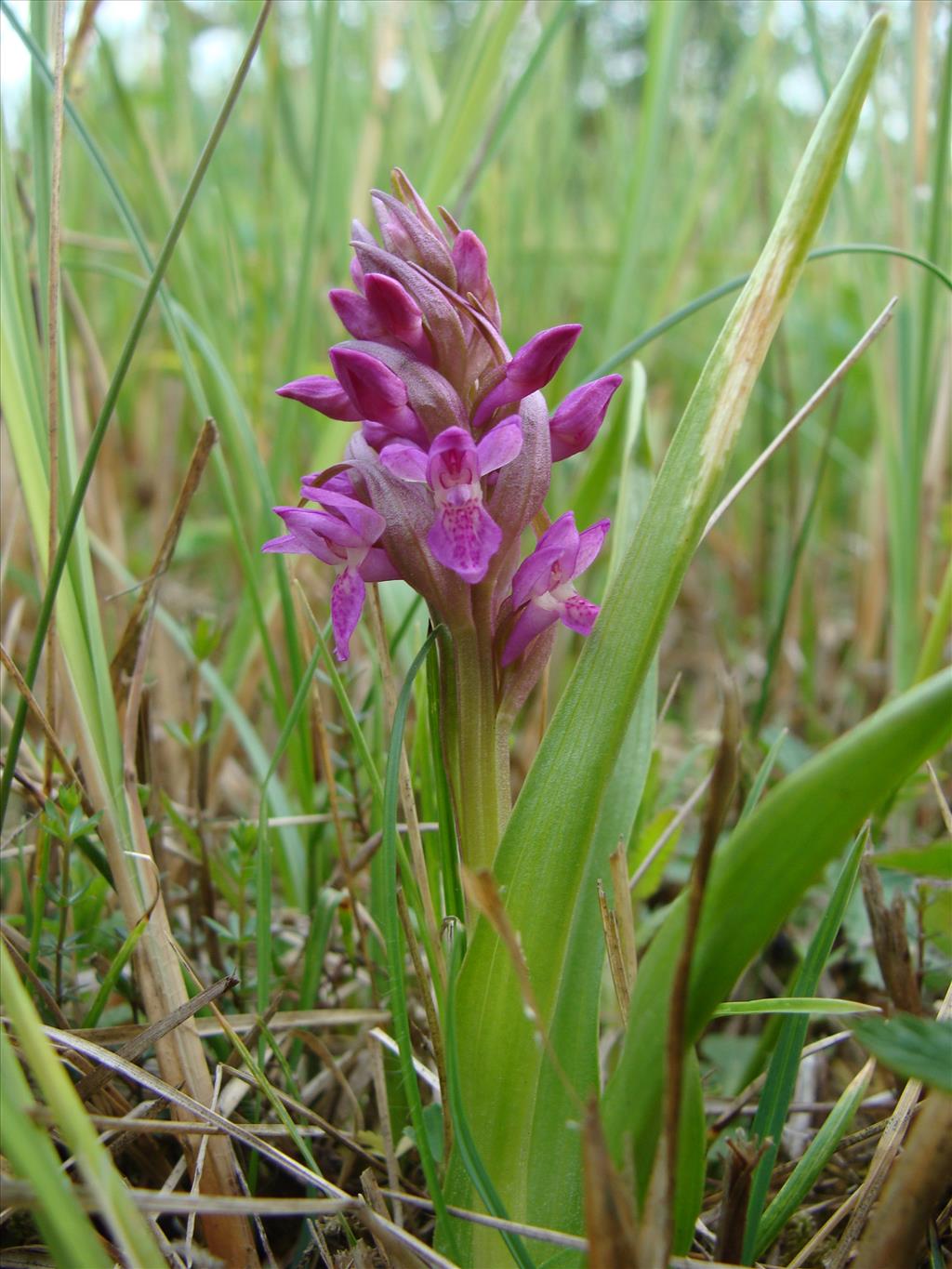 Dactylorhiza incarnata (door Jakob Hanenburg)