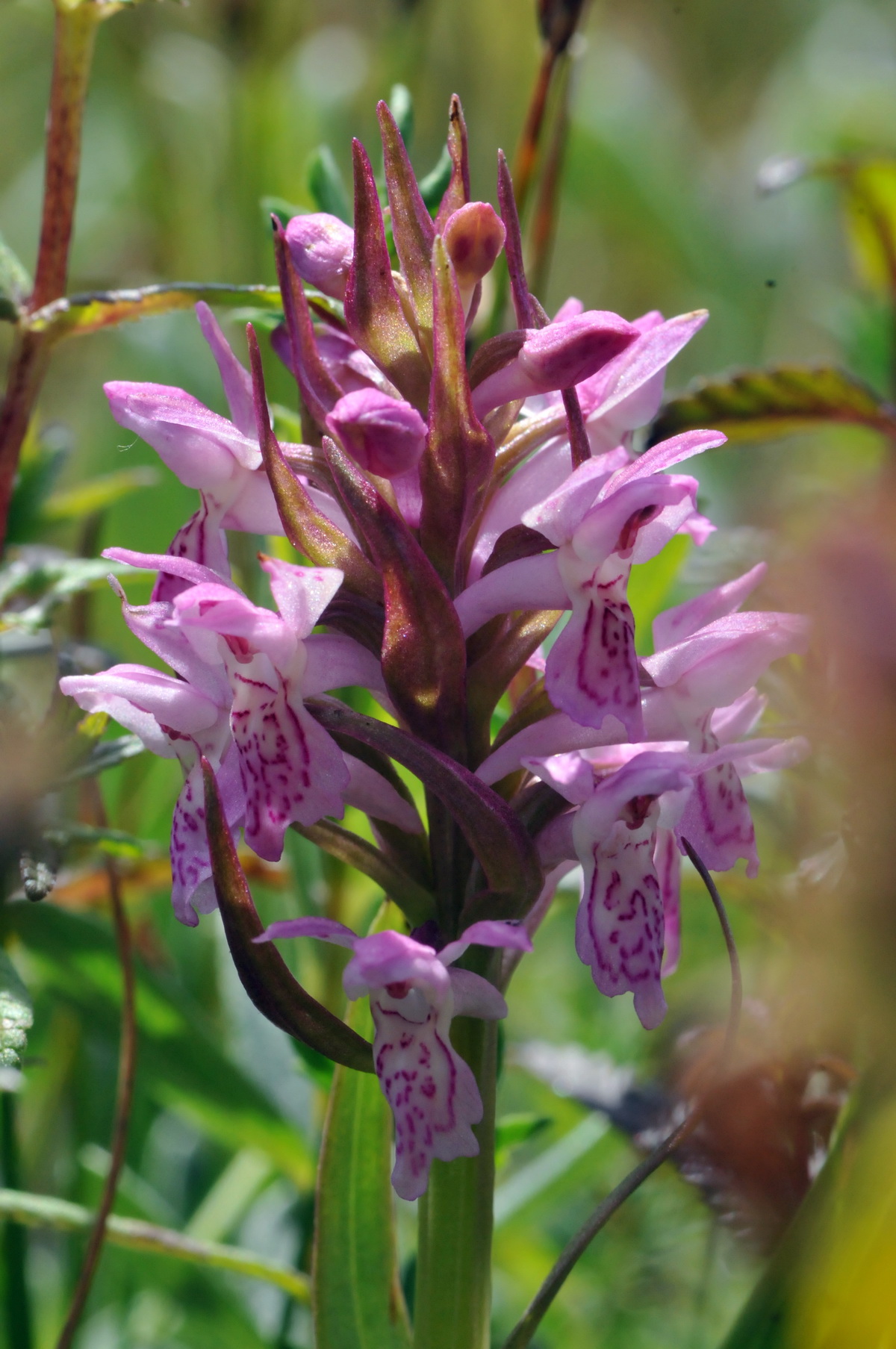 Dactylorhiza incarnata (door Hans Toetenel)