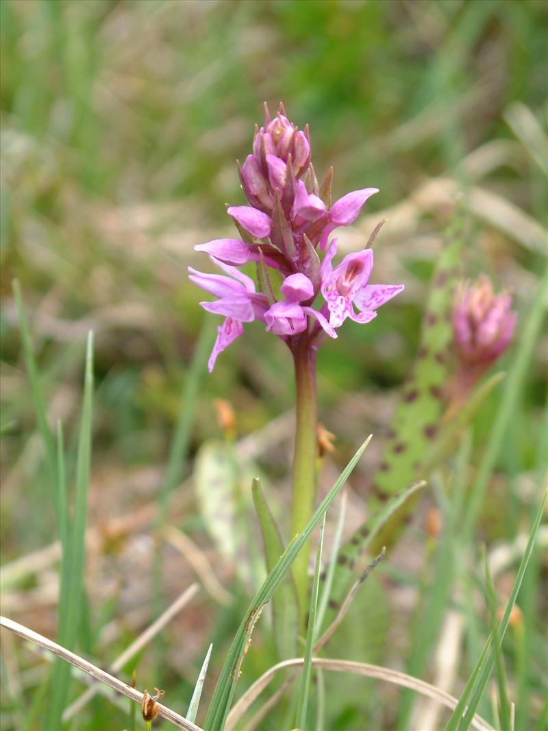 Dactylorhiza fuchsii (door Adrie van Heerden)