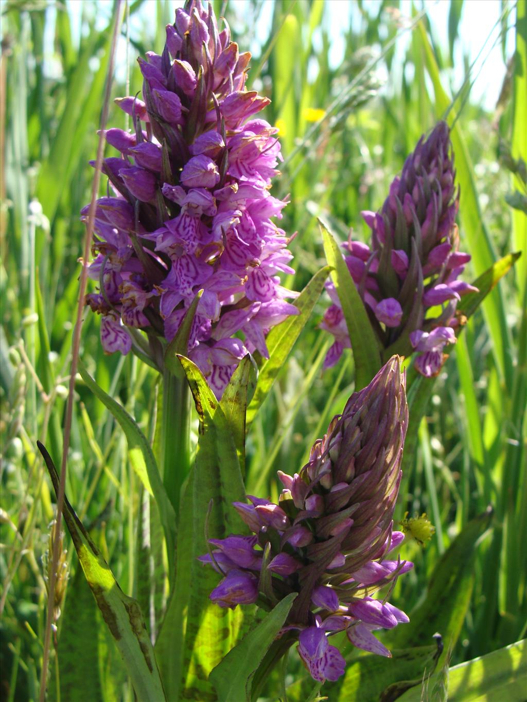 Dactylorhiza praetermissa (door Jakob Hanenburg)