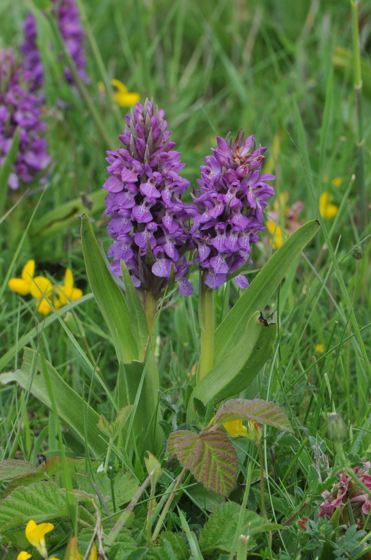 Dactylorhiza praetermissa (door Hans Toetenel)