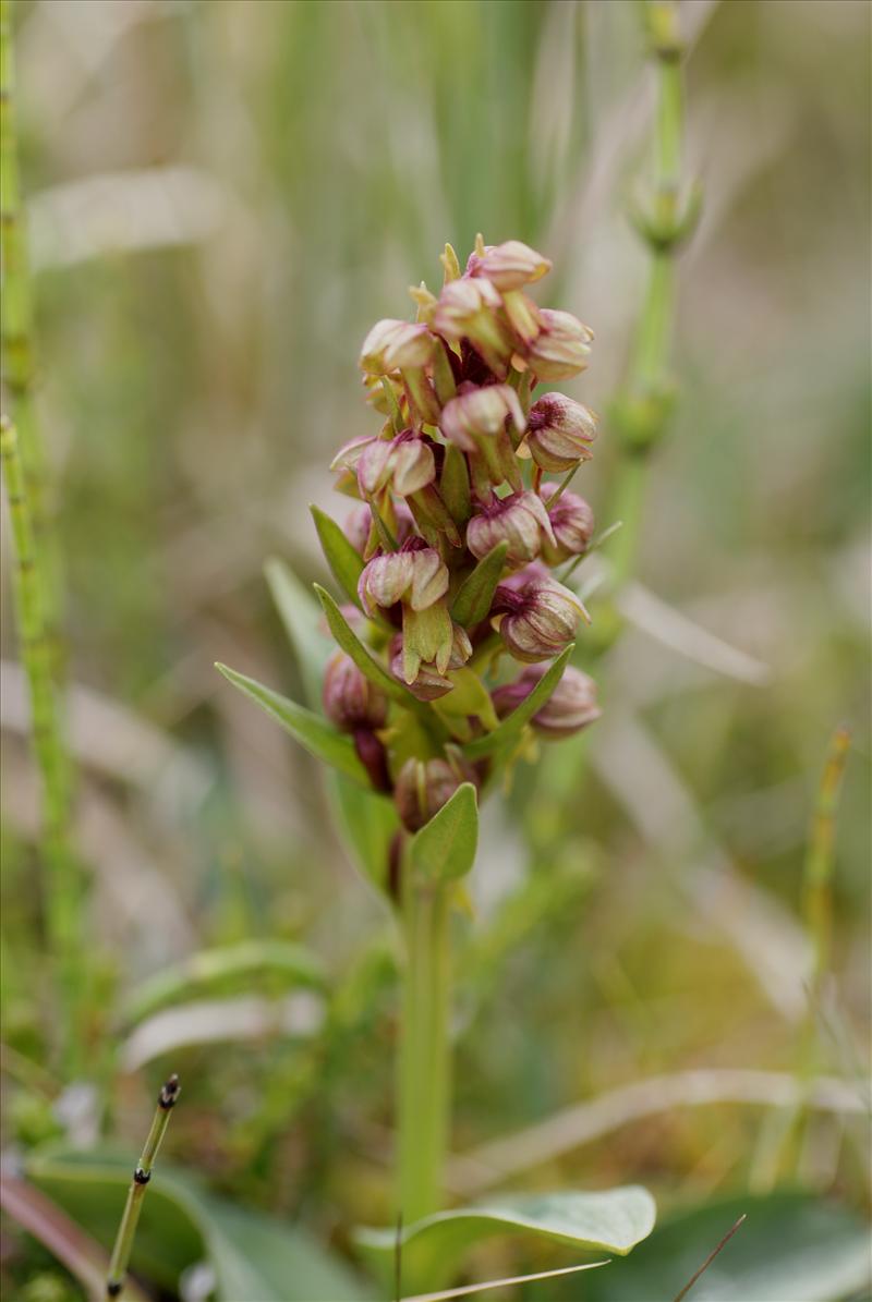 Dactylorhiza viridis (door Adrie van Heerden)