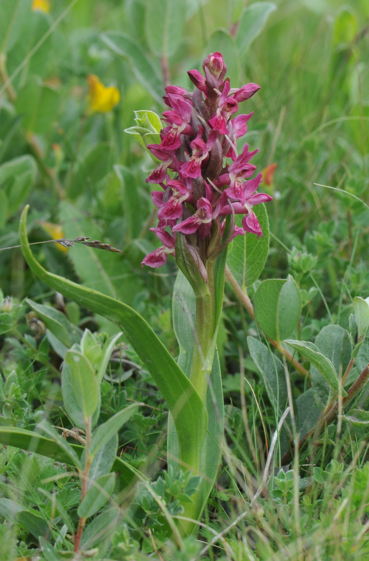 Dactylorhiza incarnata subsp. coccinea (door Hans Toetenel)