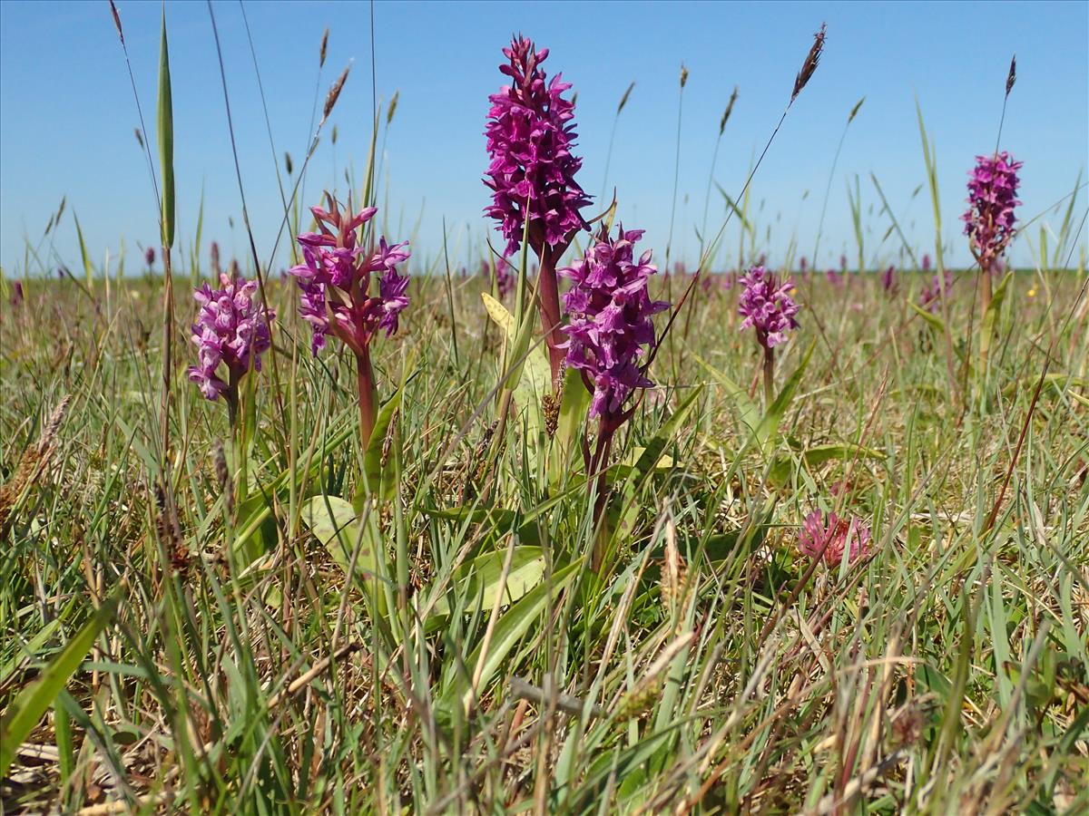 Dactylorhiza majalis (door Adrie van Heerden)