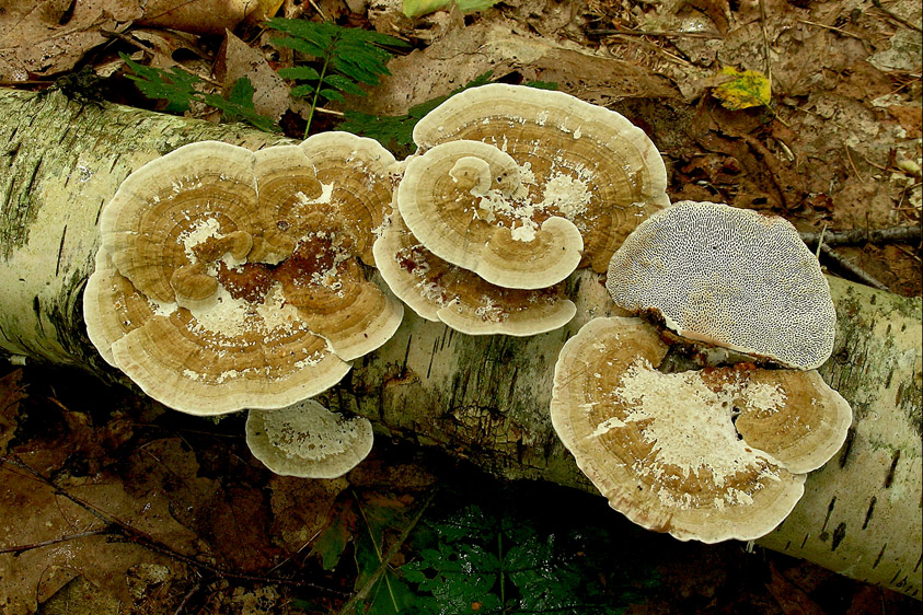 Daedaleopsis confragosa (door Henk Huijser)