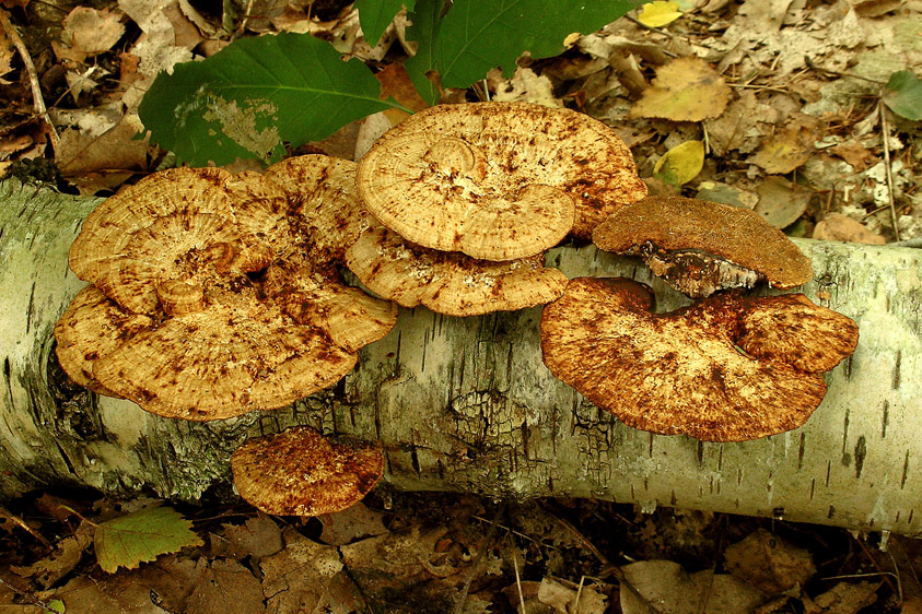 Daedaleopsis confragosa (door Henk Huijser)