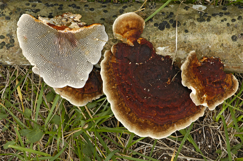 Daedaleopsis tricolor (door Nico Dam)