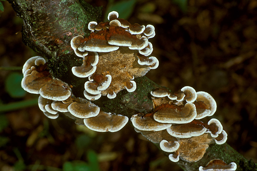 Daedaleopsis tricolor (door Henk Huijser)