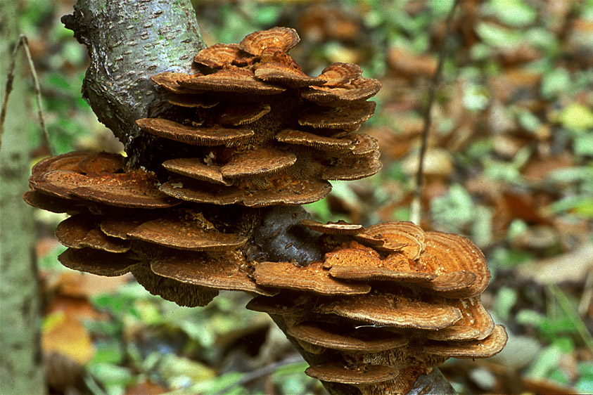 Daedaleopsis tricolor (door Henk Huijser)