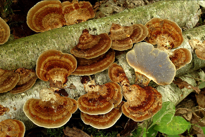 Daedaleopsis tricolor (door Henk Huijser)