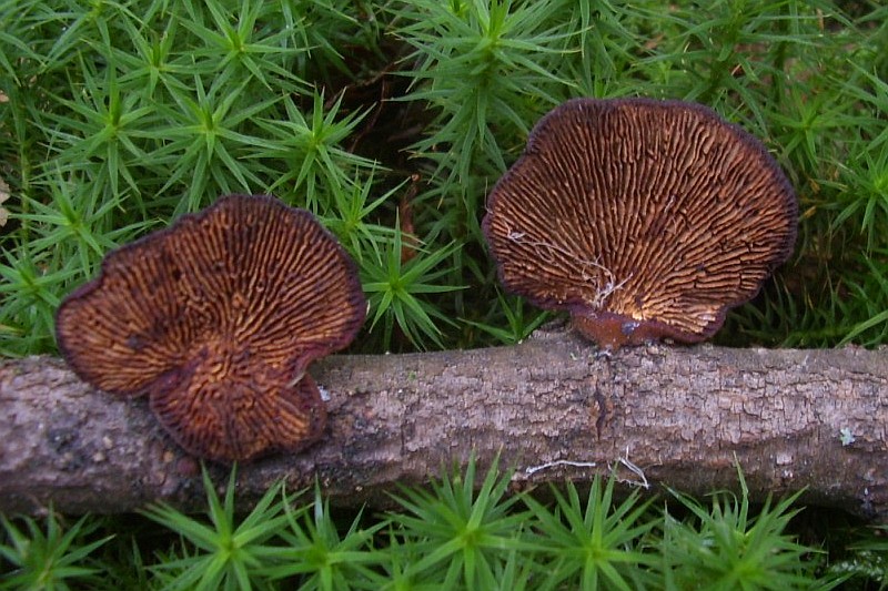 Daedaleopsis tricolor (door Alina Billekens-Starzynska)