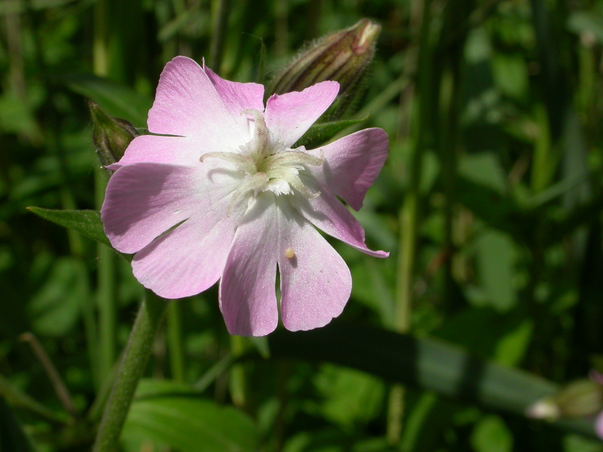 Silene x hampeana (door Peter Meininger)