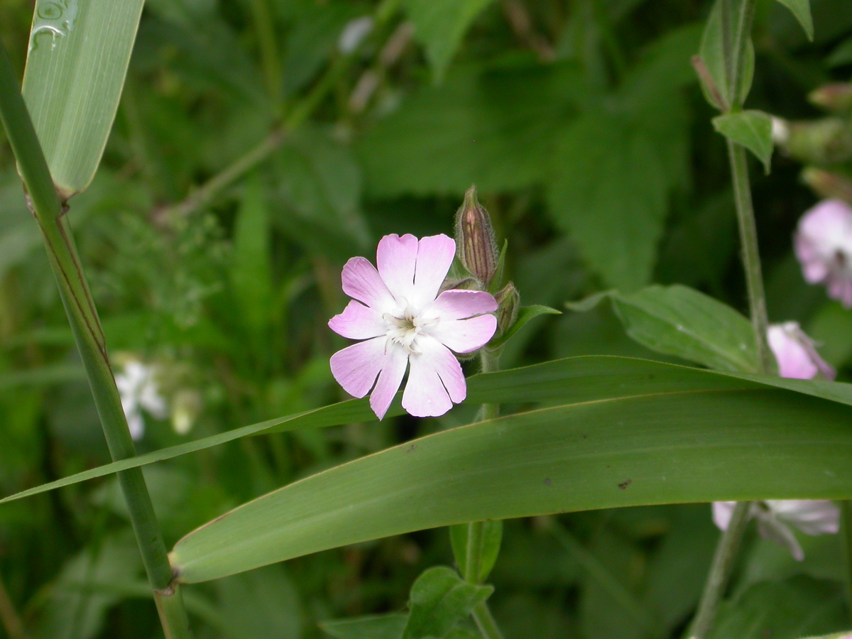 Silene x hampeana (door Peter Meininger)