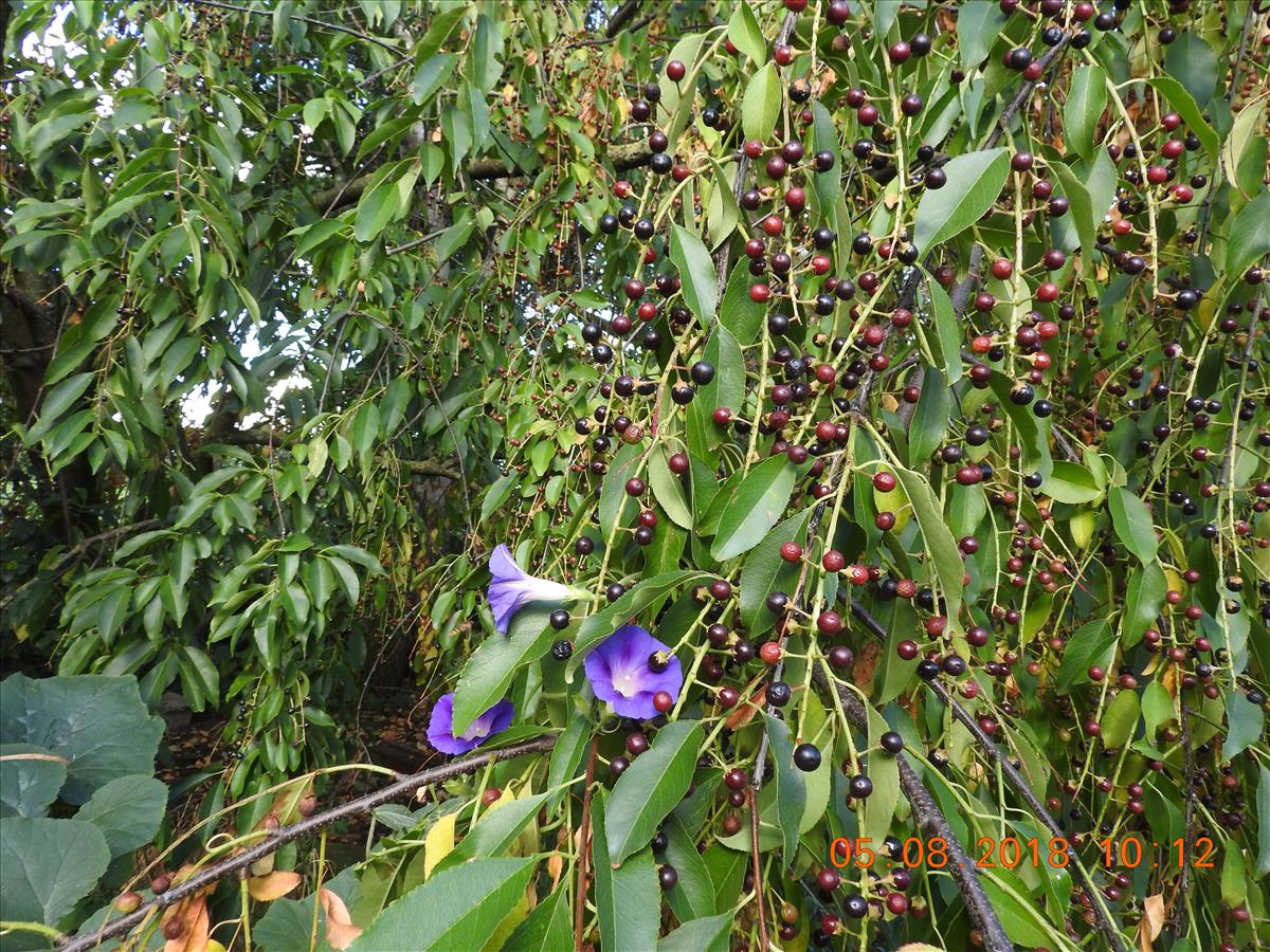 Ipomoea purpurea (door Toon Verrijdt)