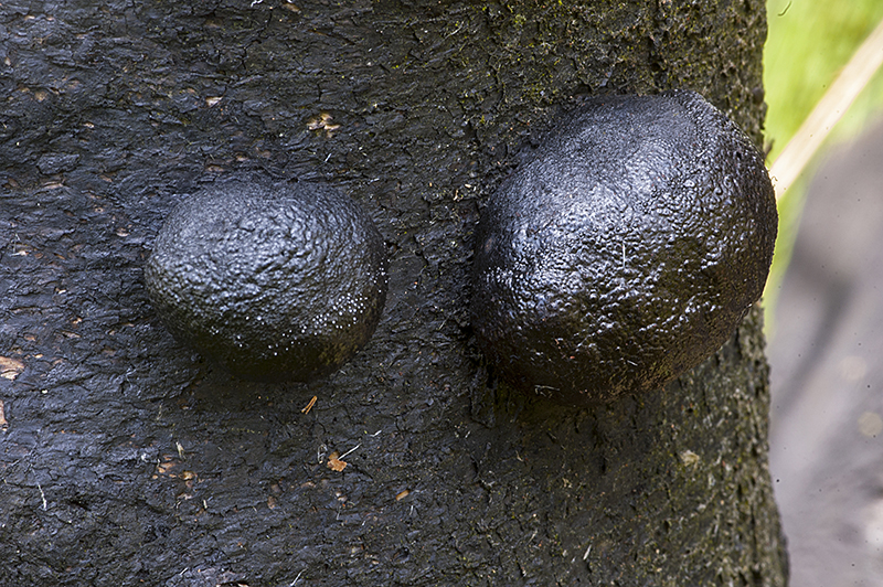 Daldinia loculata (door Nico Dam)