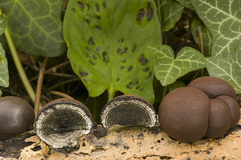 Daldinia concentrica (door Nico Dam)