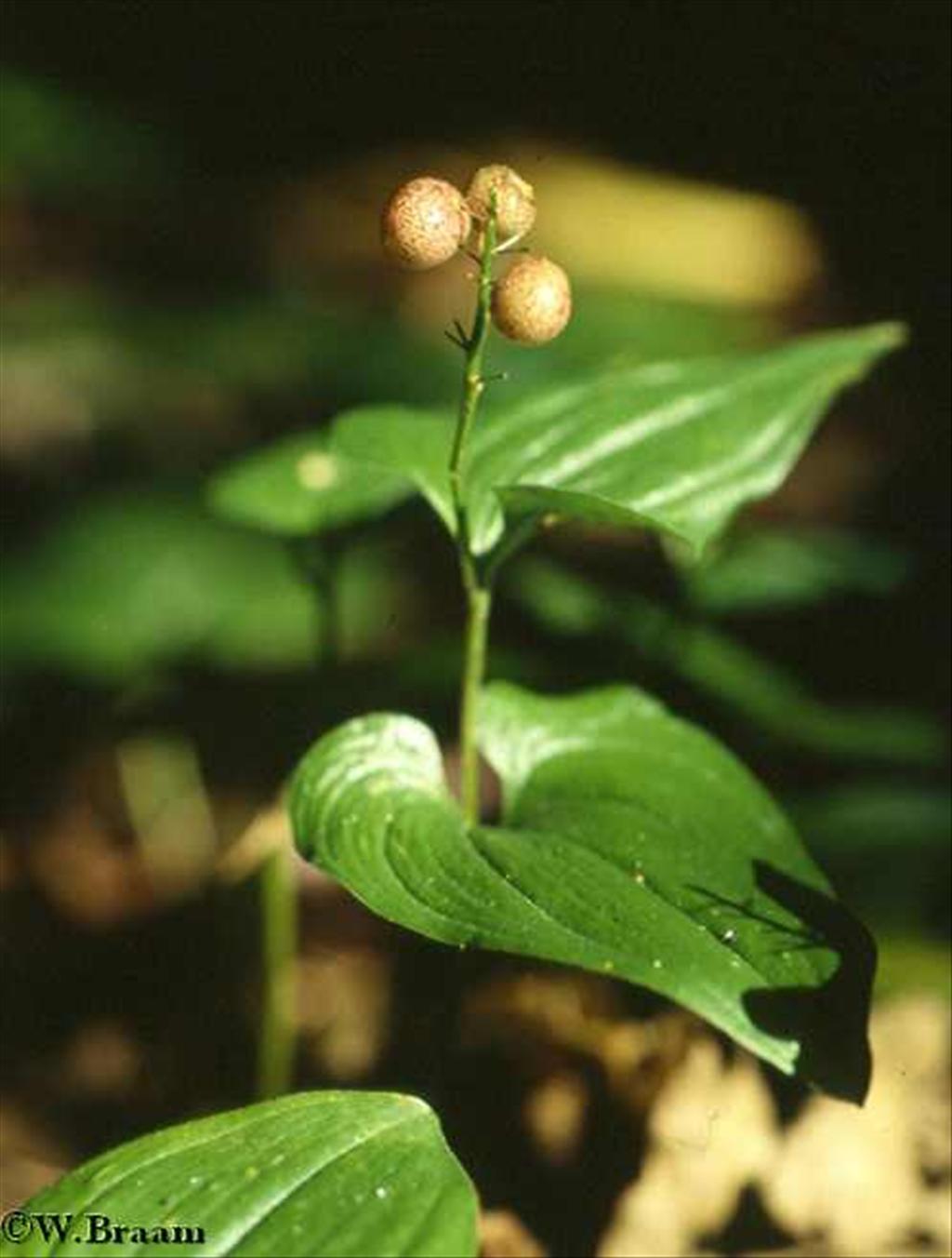 Maianthemum bifolium (door Willem Braam)