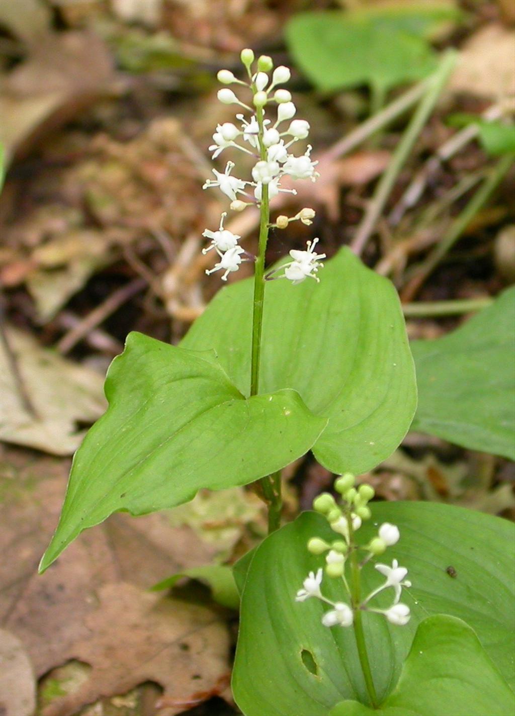 Maianthemum bifolium (door Peter Meininger)