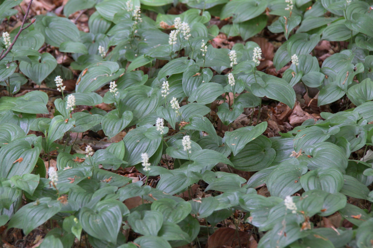 Maianthemum bifolium (door Peter Meininger)