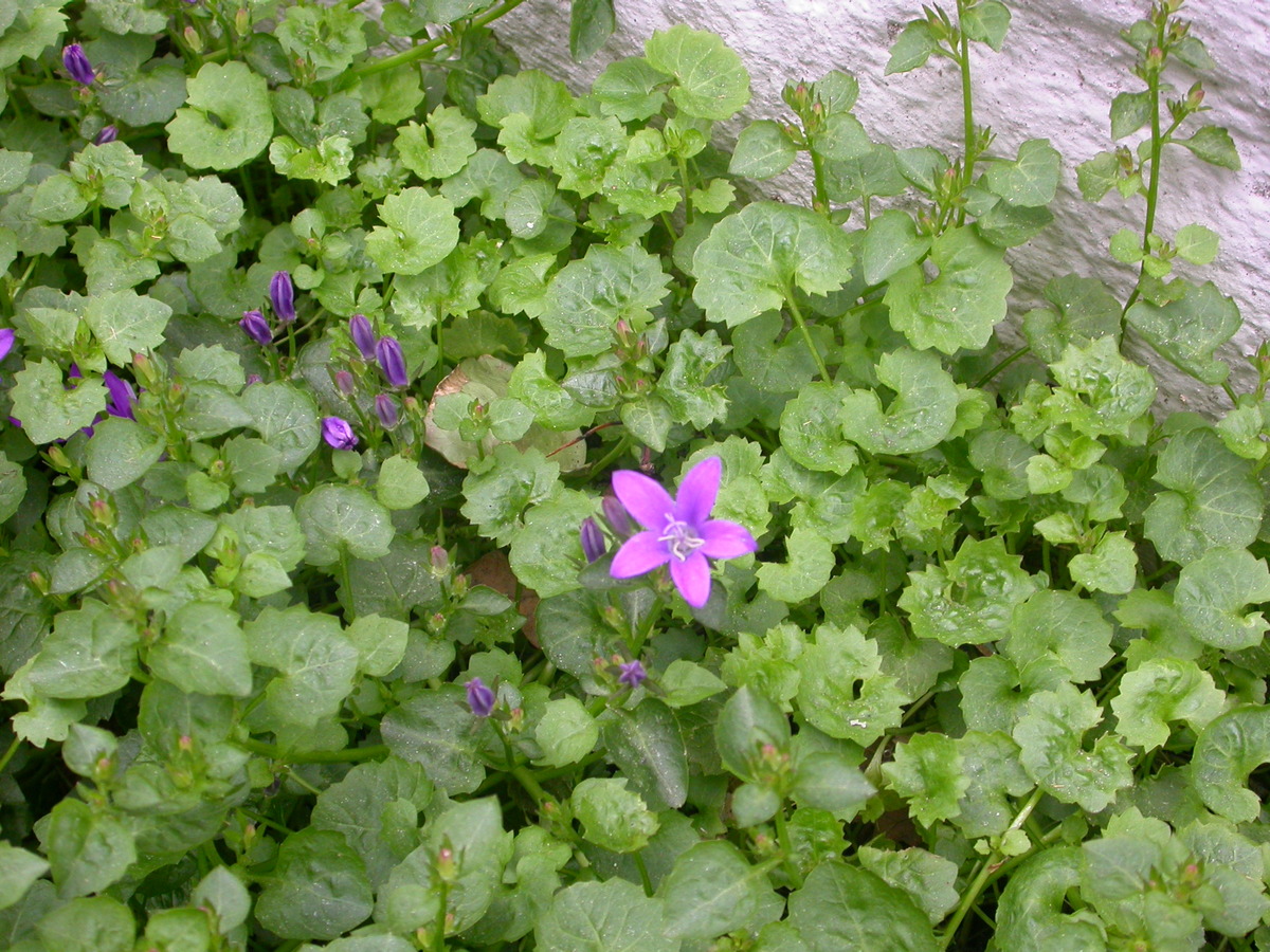 Campanula portenschlagiana (door Peter Meininger)