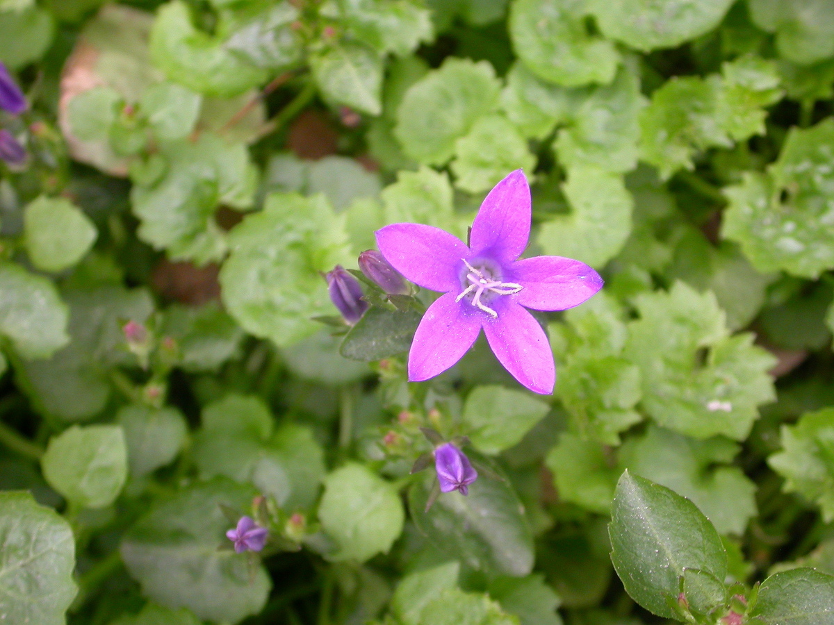 Campanula portenschlagiana (door Peter Meininger)