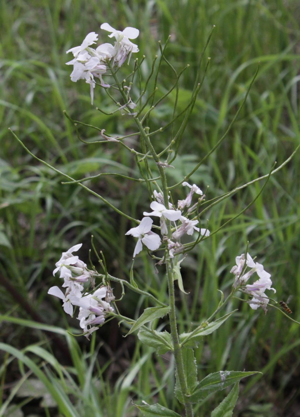 Hesperis matronalis (door Peter Meininger)