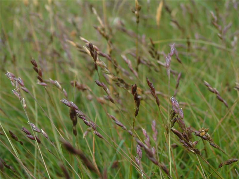 Danthonia decumbens (door Adrie van Heerden)