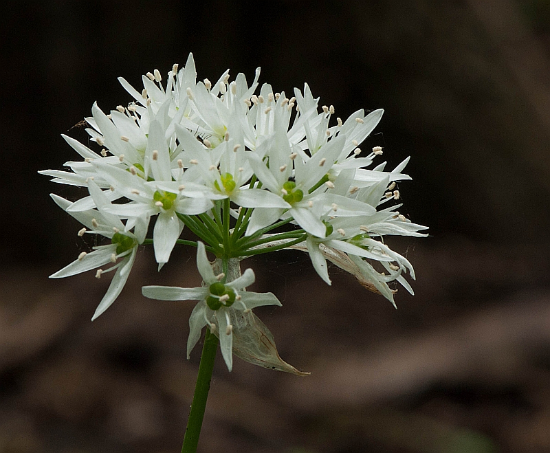 Allium ursinum (door Wijnand van Buuren)