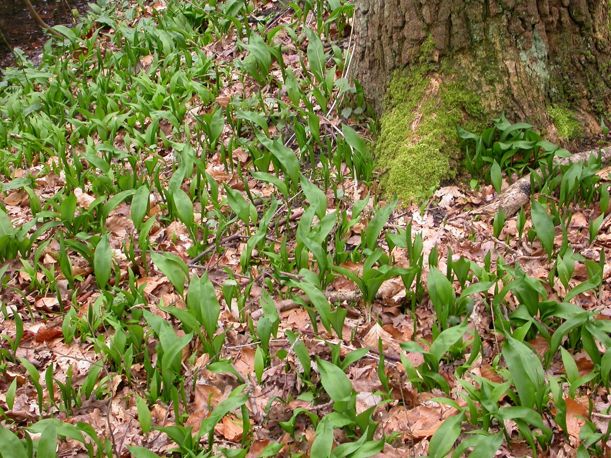 Allium ursinum (door Peter Meininger)