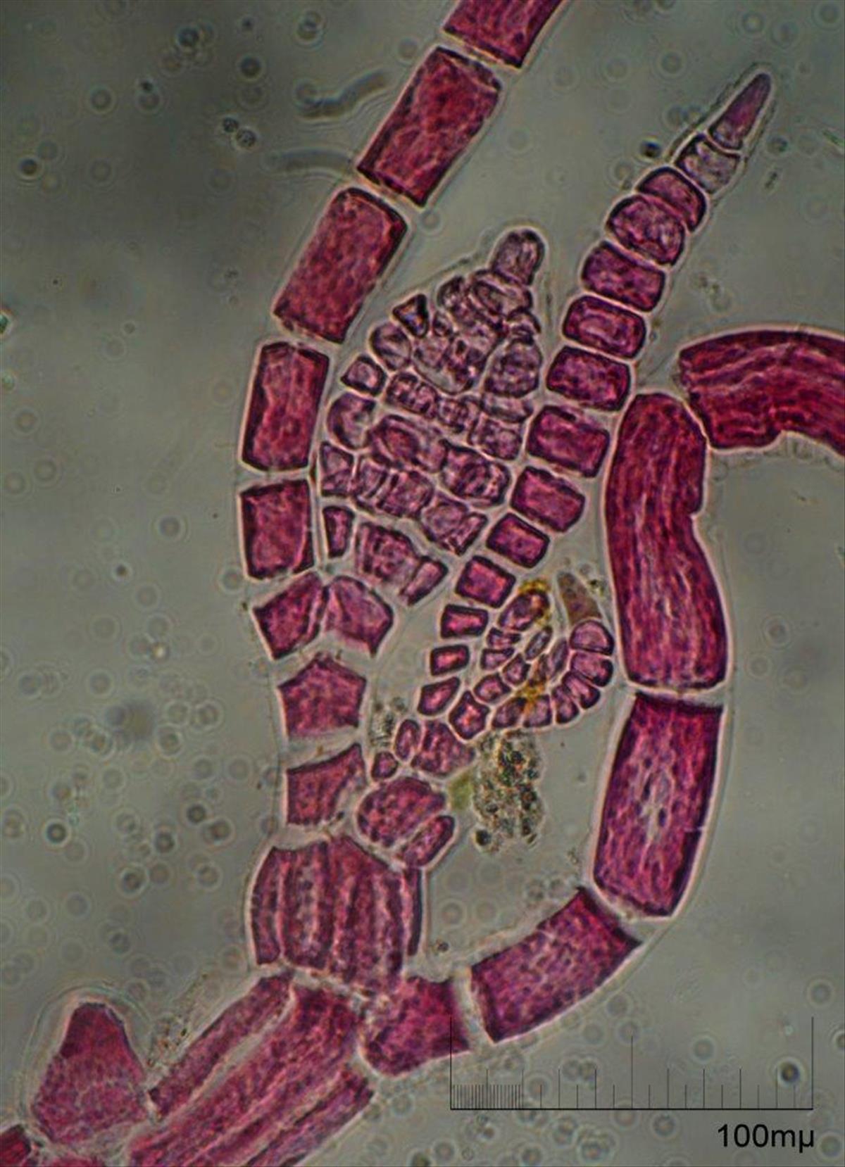 Dasysiphonia japonica (door Mart Karremans)