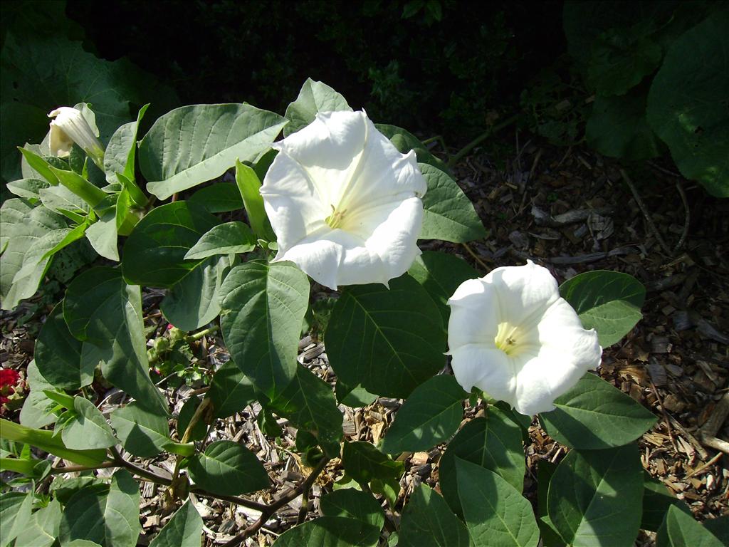 Datura innoxia (door Toon Verrijdt)