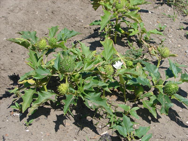 Datura stramonium (door Adrie van Heerden)