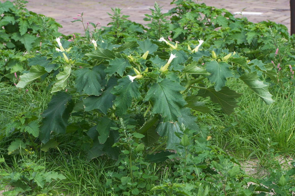 Datura stramonium (door Hans Toetenel)