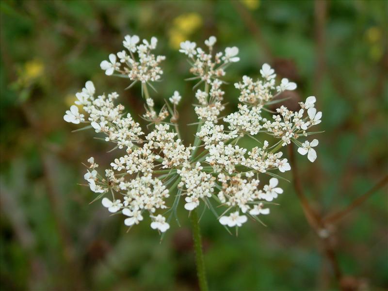 Daucus carota (door Adrie van Heerden)