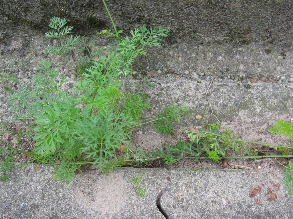 Daucus carota 'Sativus' (door Claud Biemans)