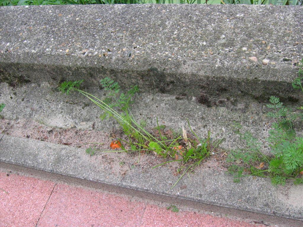 Daucus carota 'Sativus' (door Claud Biemans)