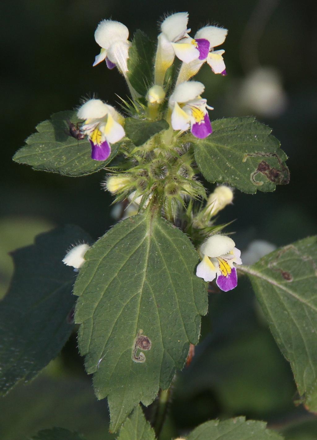 Galeopsis speciosa (door Peter Meininger)