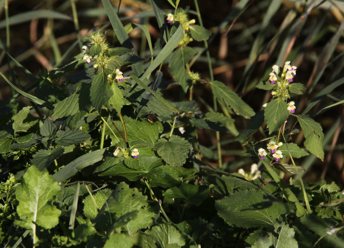 Galeopsis speciosa (door Peter Meininger)