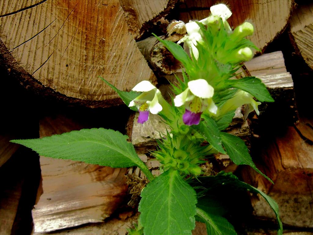 Galeopsis speciosa (door Toon Verrijdt)