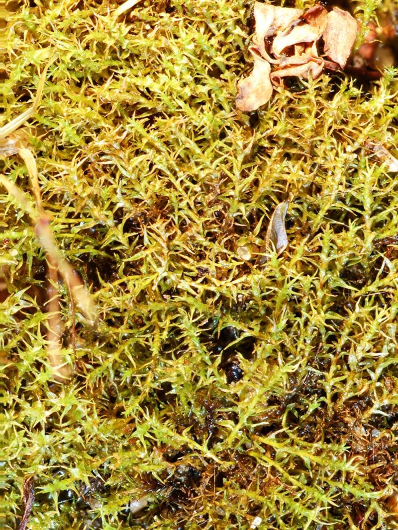 Dicranella schreberiana var. robusta (door Rudi Zielman)