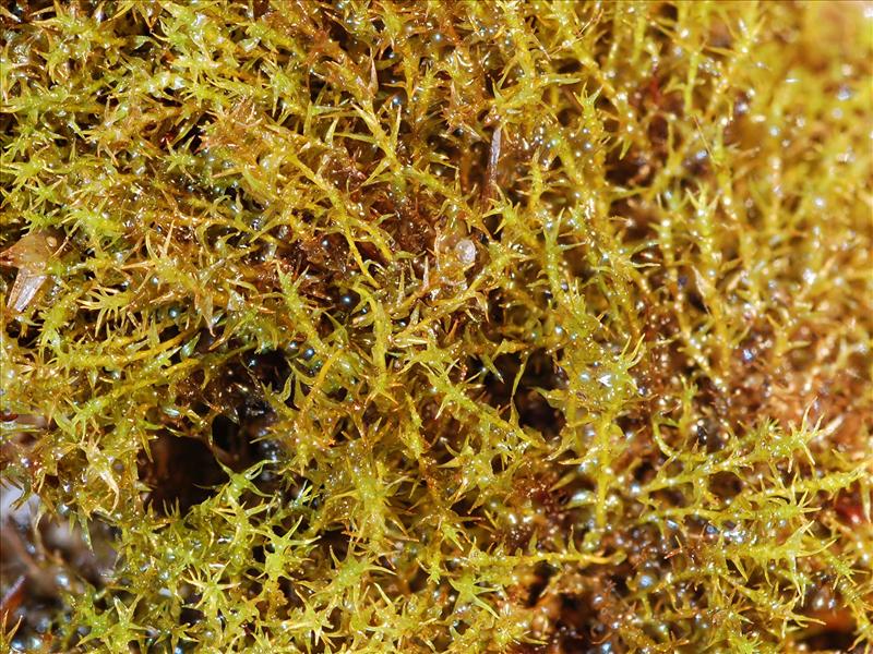 Dicranella schreberiana var. robusta (door Rudi Zielman)