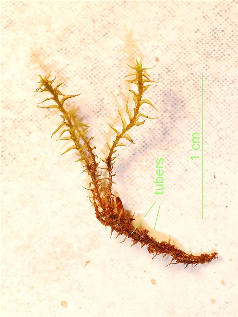 Dicranella schreberiana var. robusta (door Rudi Zielman)