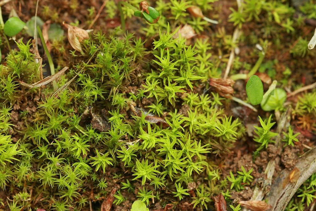 Didymodon fallax (door Jan Kersten)