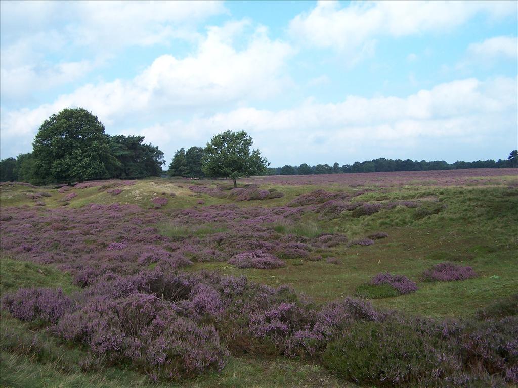 Calluna vulgaris (door Edwin Dijkhuis)