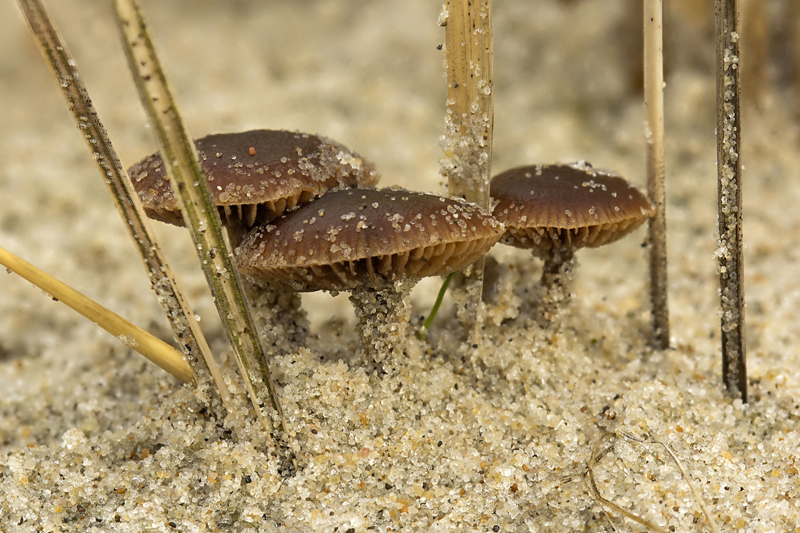 Deconica pratensis (door Menno Boomsluiter)