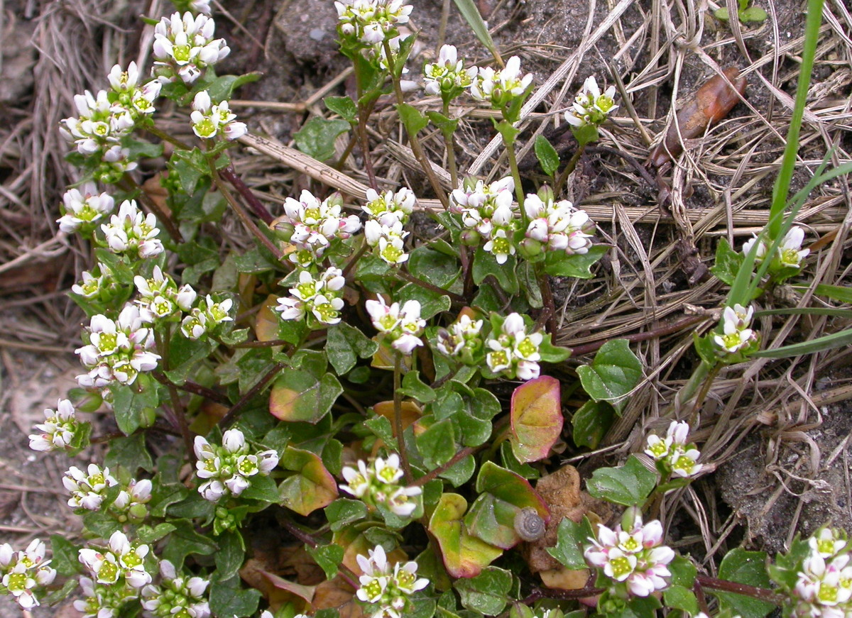 Cochlearia danica (door Peter Meininger)