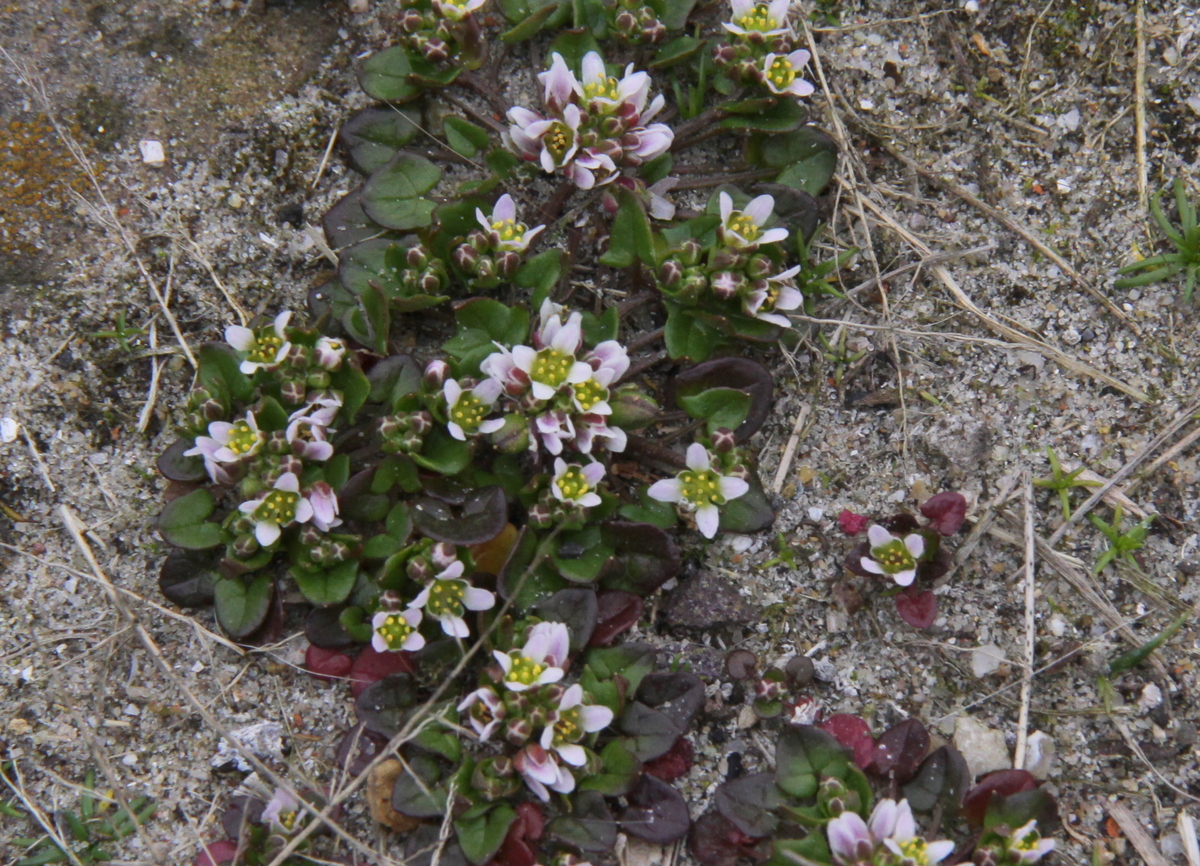 Cochlearia danica (door Peter Meininger)