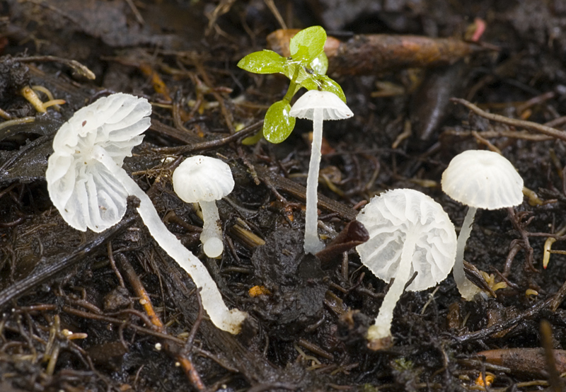 Delicatula integrella (door Nico Dam)